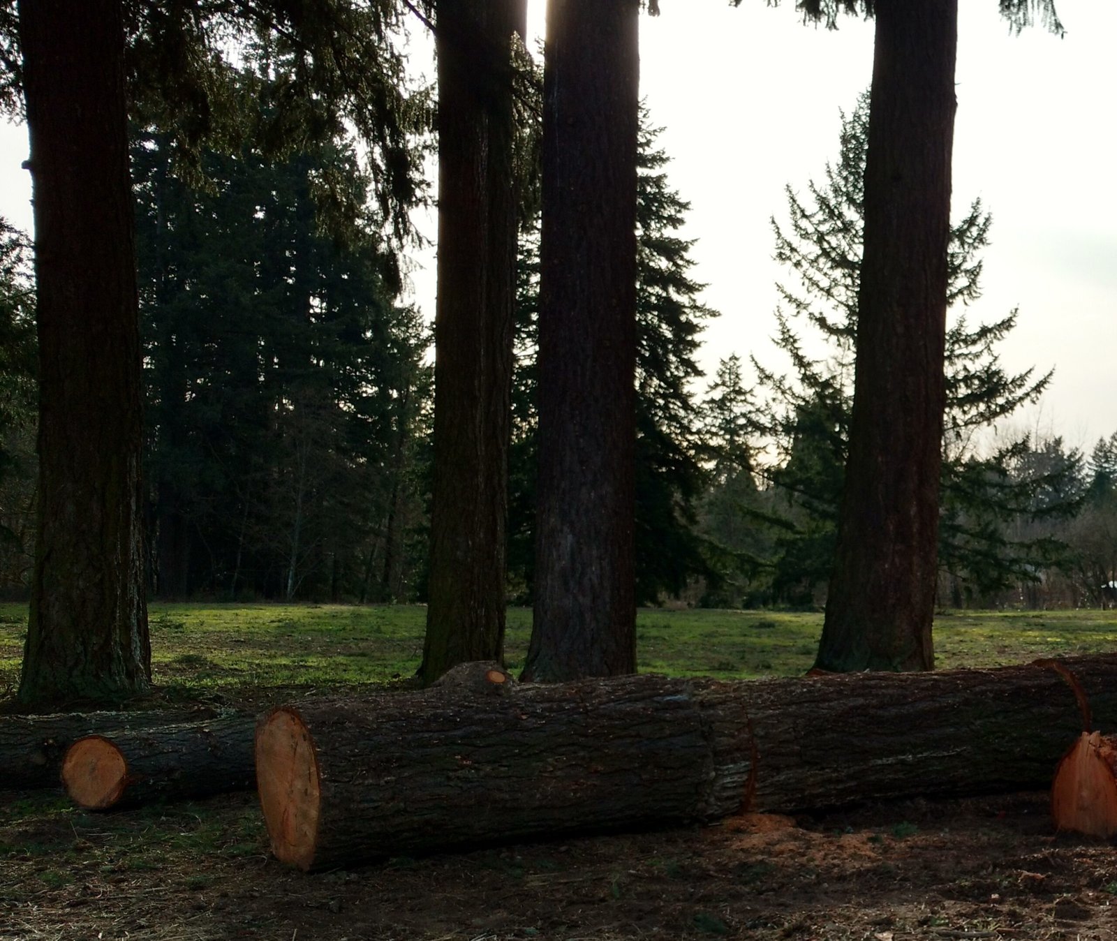 Log climbing structures at the nature playground in Orenco Woods Nature Park, Hillsboro